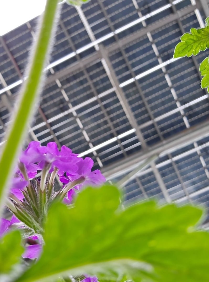 A flower growing beneath a solar canopy at the ACC Library in Athens, GA. Credit: ACC Sustainability Department