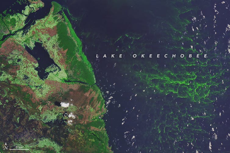 Lake Okeechobee algae