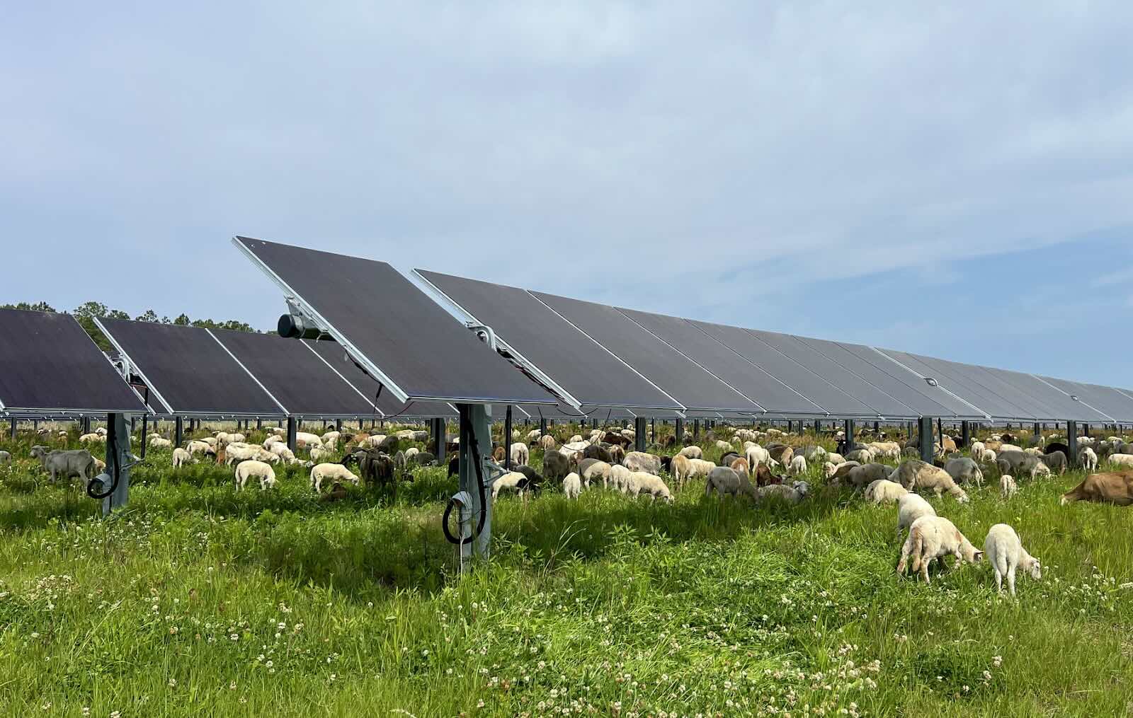 sheep grazing under solar panels